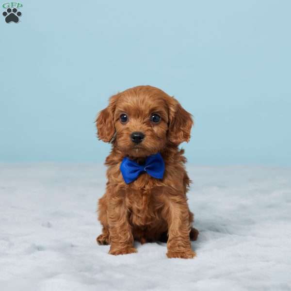 Duke, Cavapoo Puppy